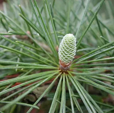 Cedarwood Essential Oil Himalayan 3